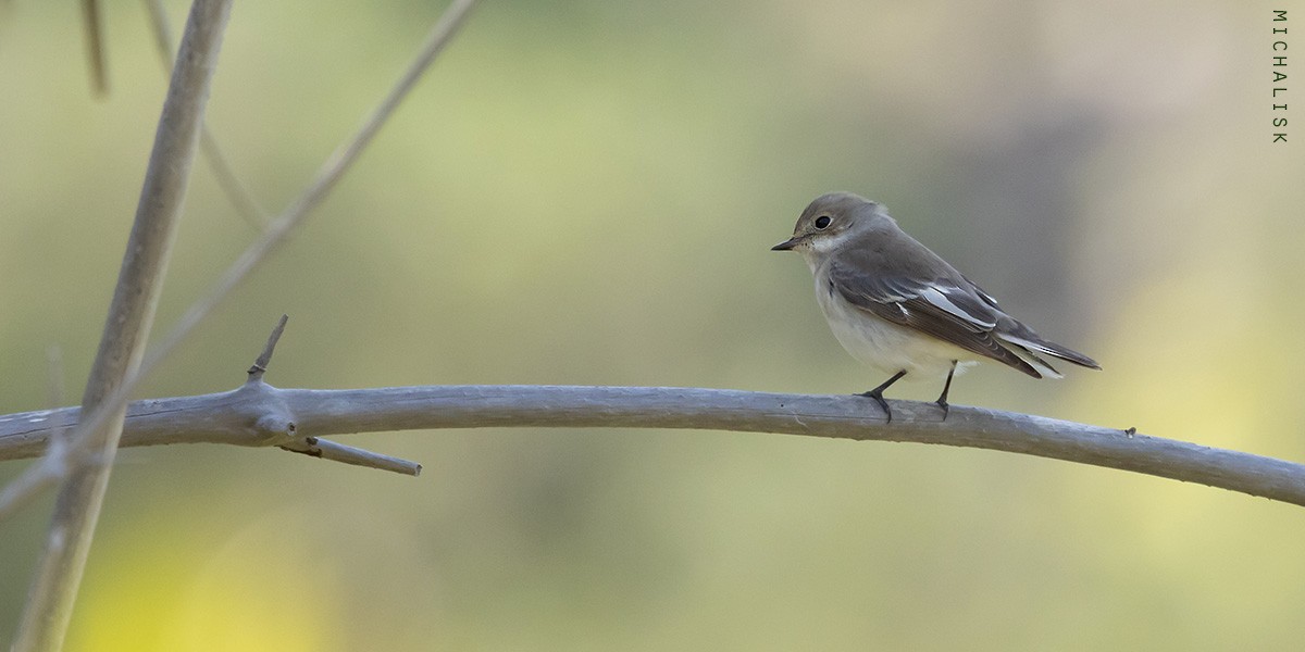 European Pied Flycatcher - ML634242892