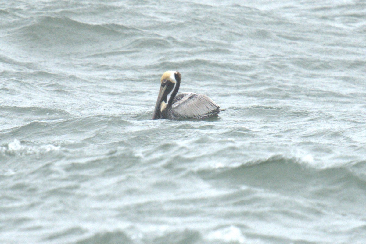 Brown Pelican - ML634242902
