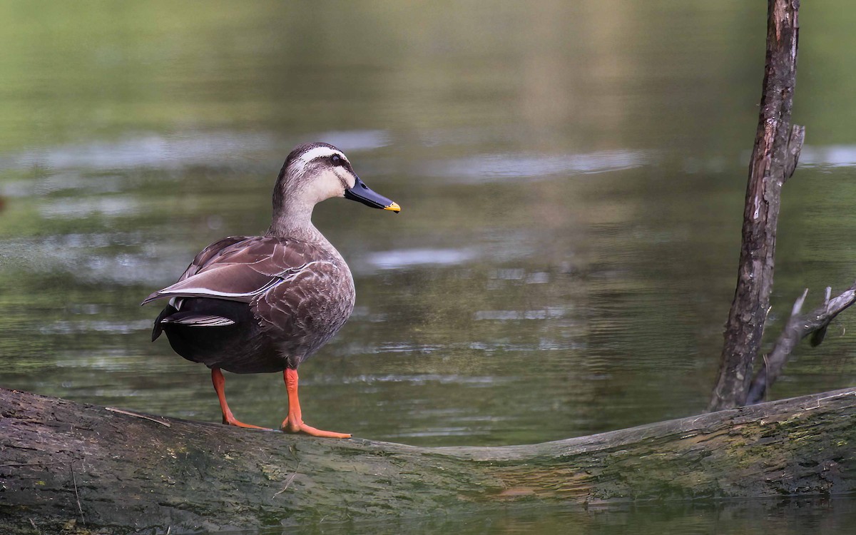 Eastern Spot-billed Duck - ML634242957