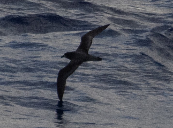 buřňák hnědohlavý - ML634242989