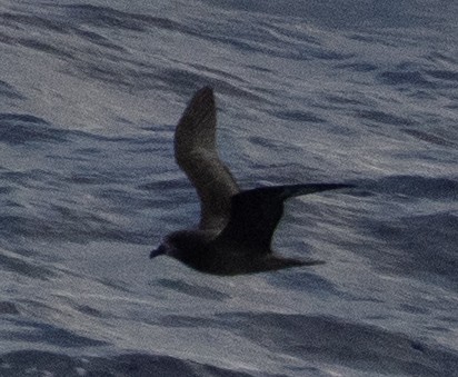 buřňák hnědohlavý - ML634242990