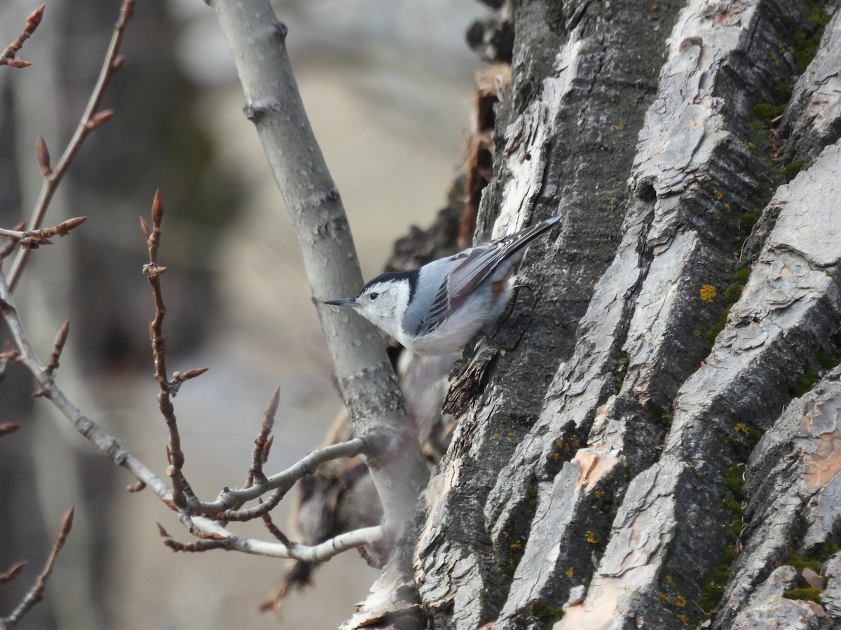 White-breasted Nuthatch - ML634243025