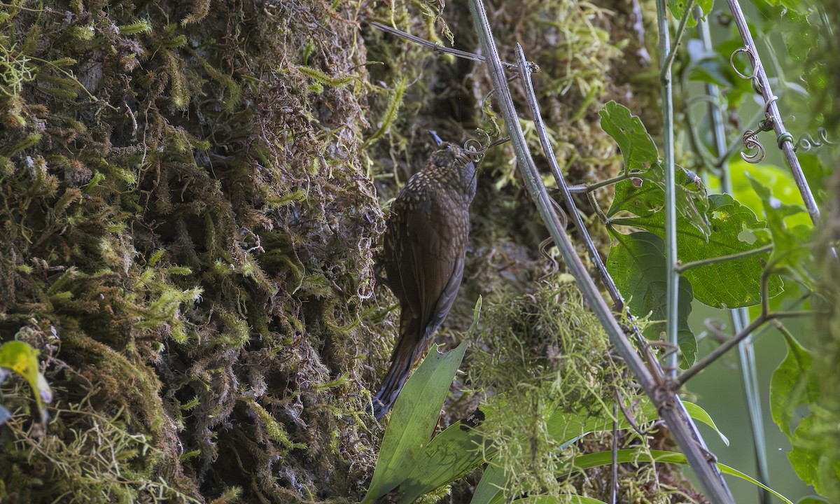 Spotted Woodcreeper - ML634243026