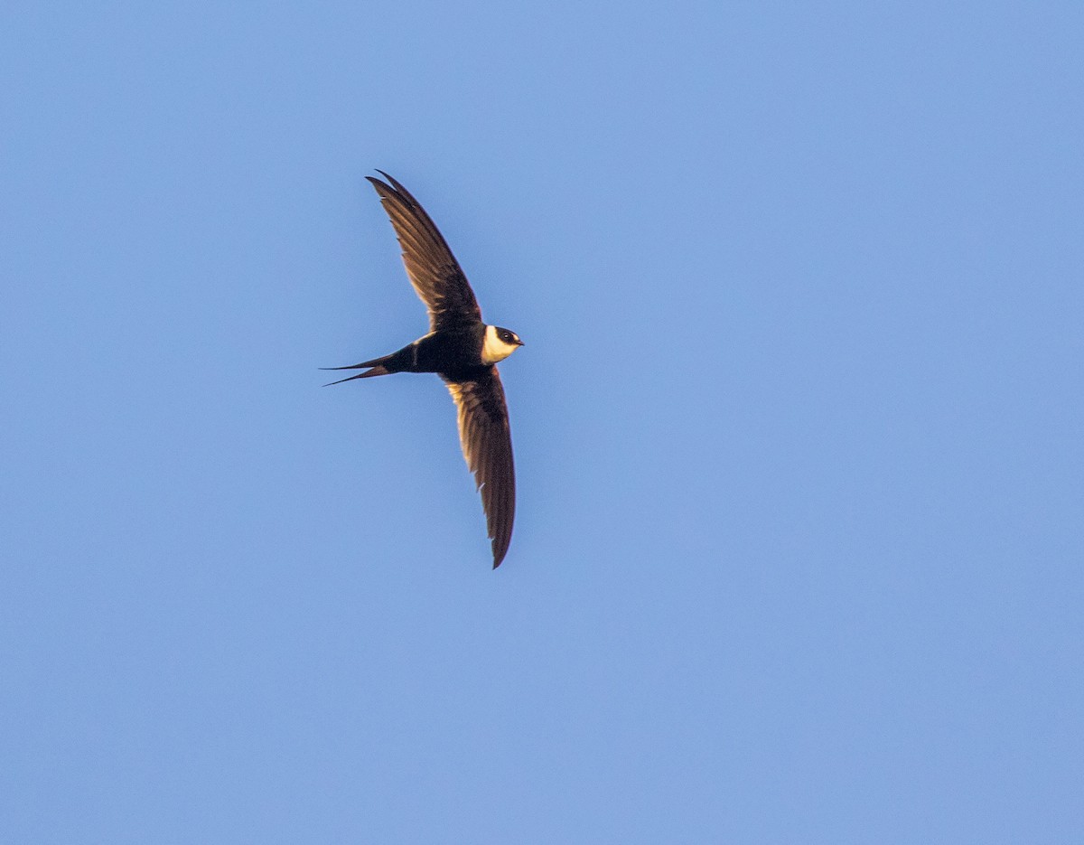 Great Swallow-tailed Swift - ML634243185