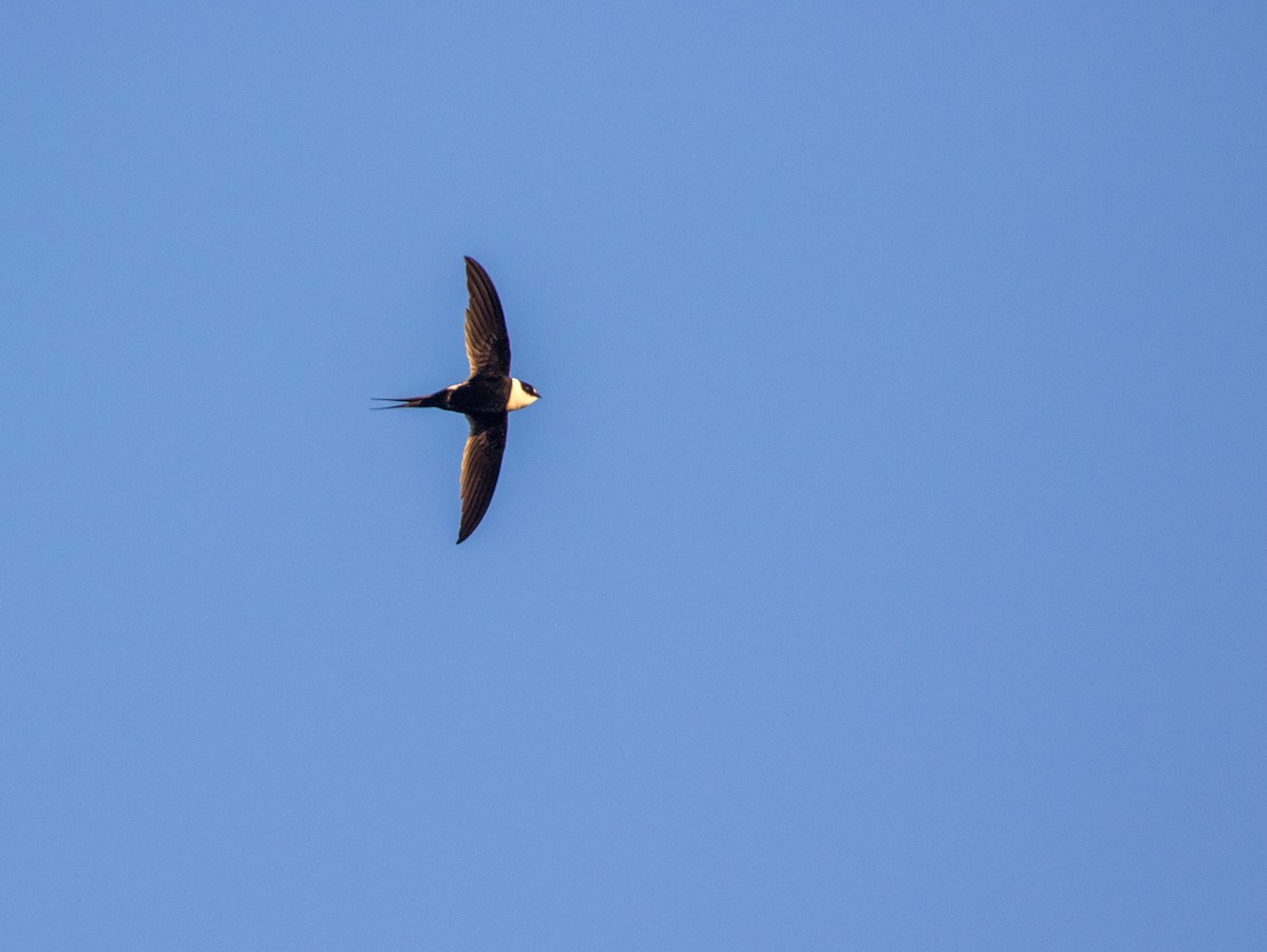 Great Swallow-tailed Swift - ML634243189