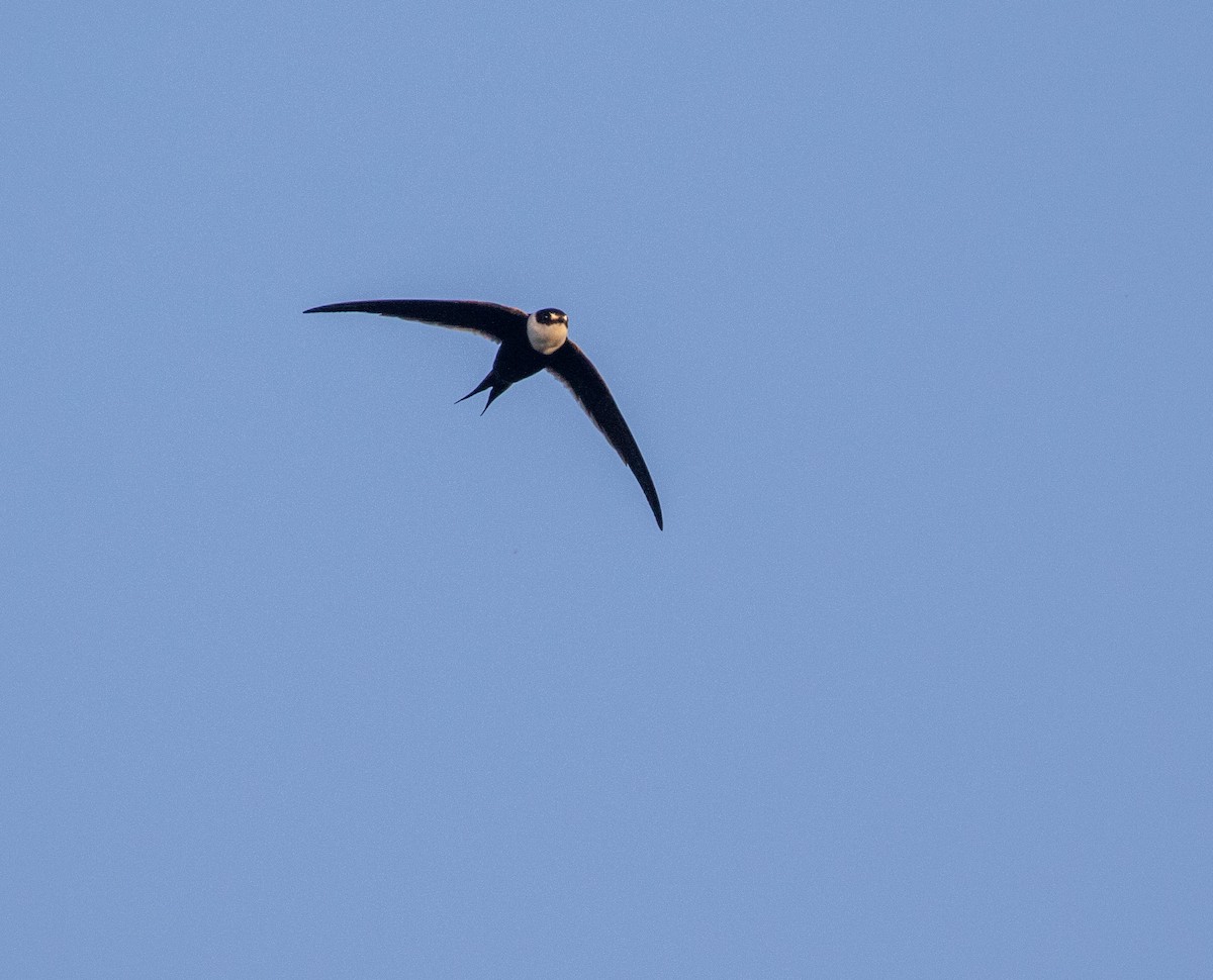Great Swallow-tailed Swift - ML634243194