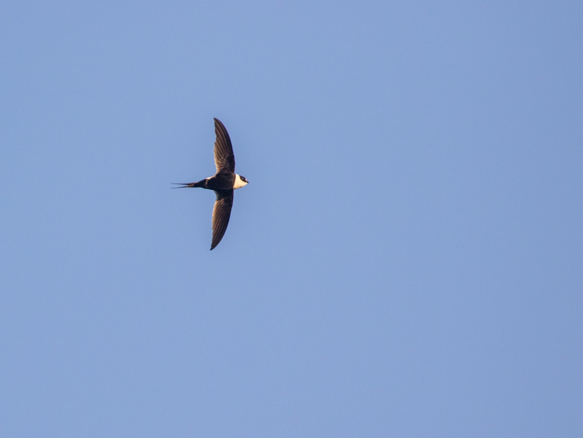 Great Swallow-tailed Swift - ML634243198