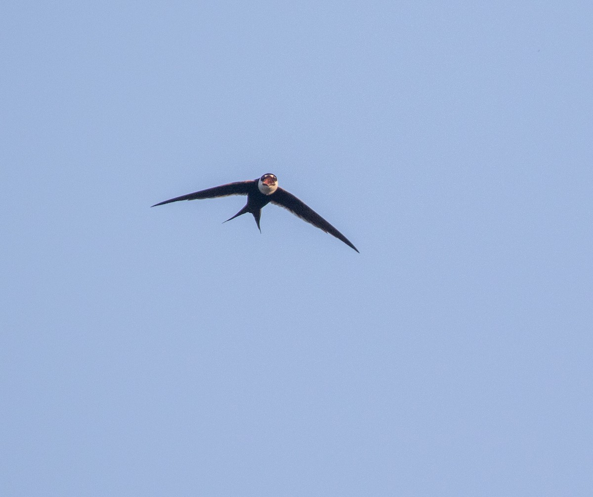 Great Swallow-tailed Swift - ML634243204