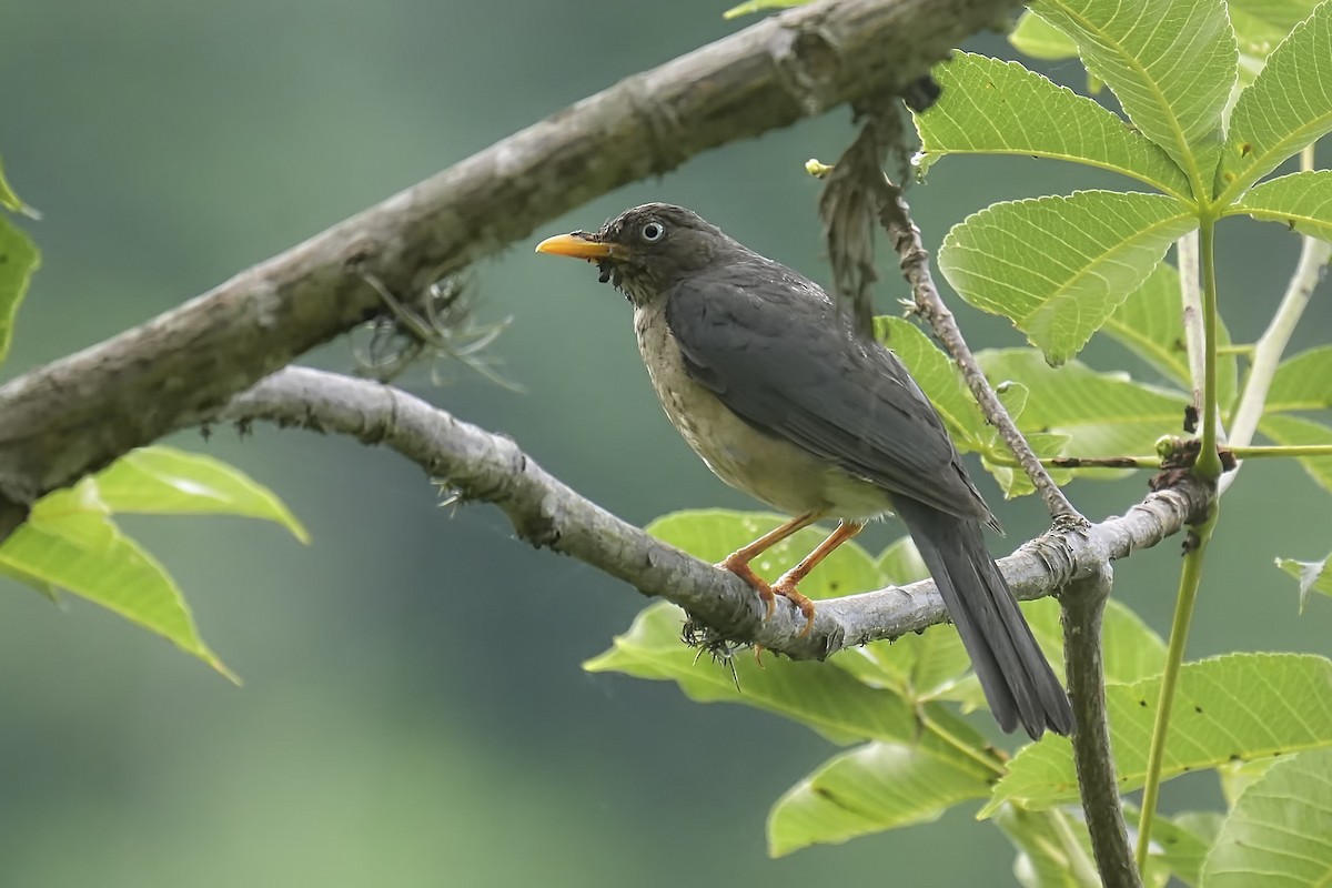 Plumbeous-backed Thrush - ML634243261