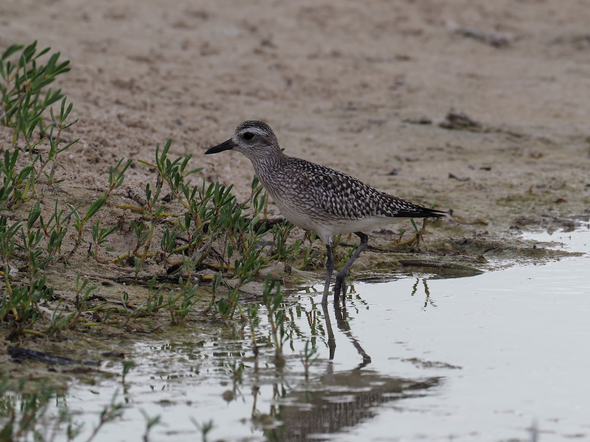 Black-bellied Plover - ML634243291