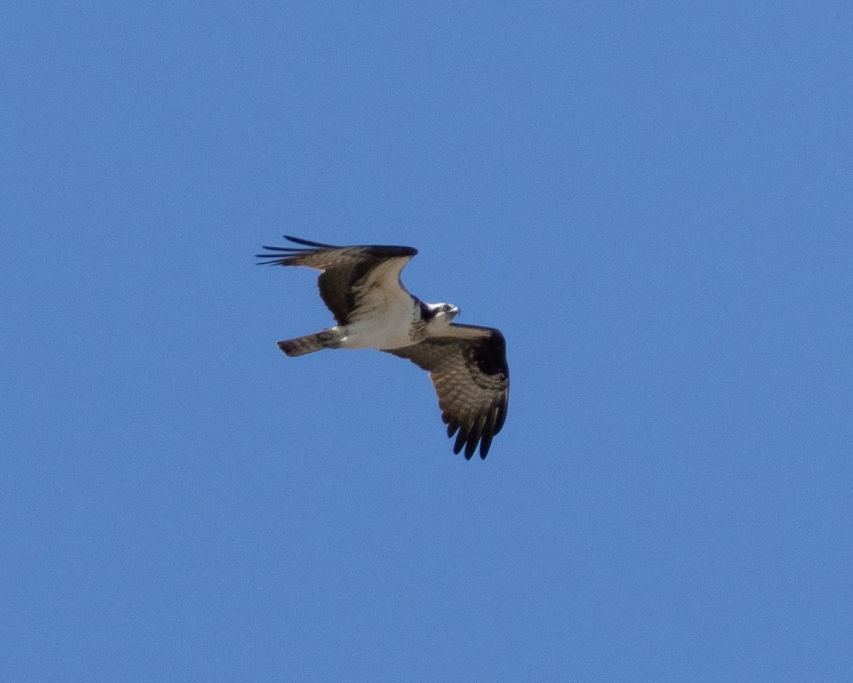 Osprey - ML634243341