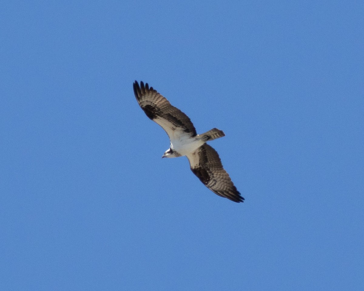 Osprey - ML634243342