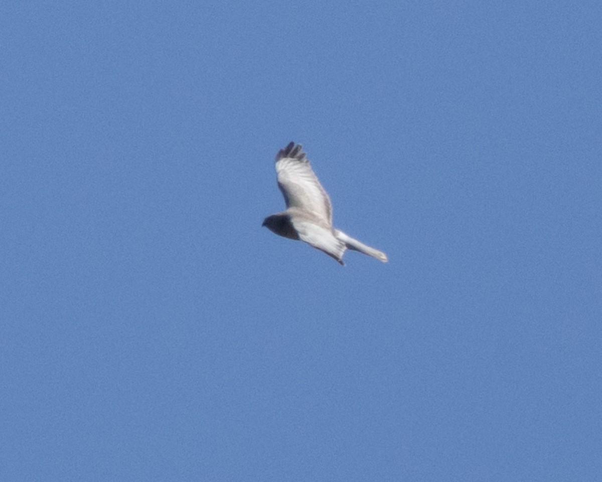 Northern Harrier - ML634243351