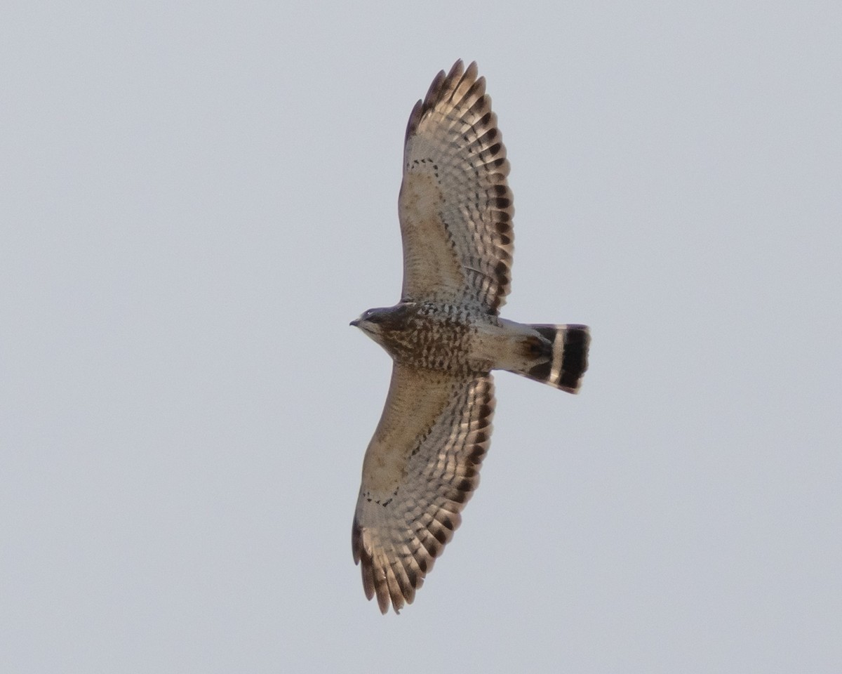 Broad-winged Hawk - ML634243364