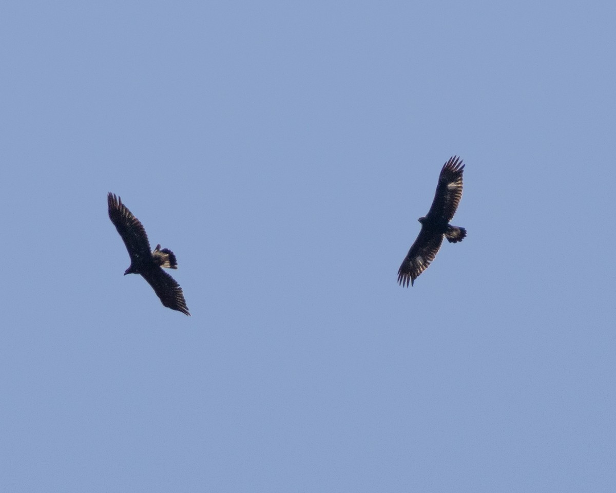 Golden Eagle - ML634243395