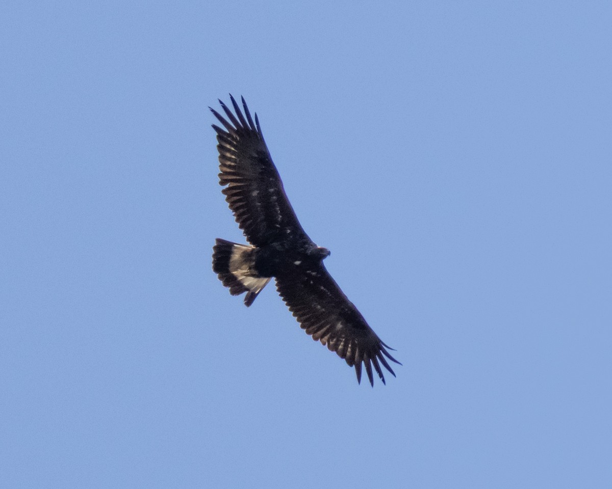 Golden Eagle - ML634243396