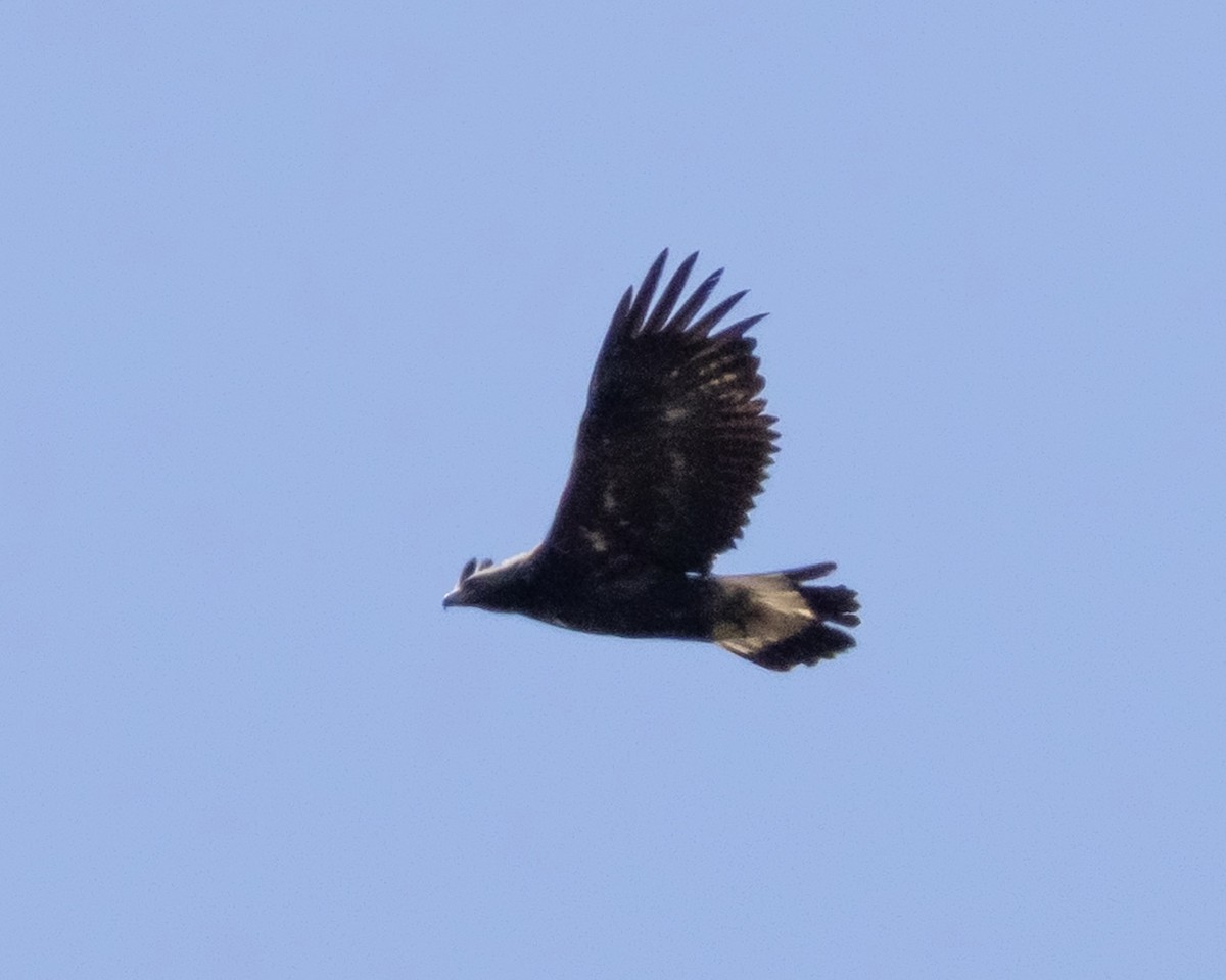 Golden Eagle - ML634243397