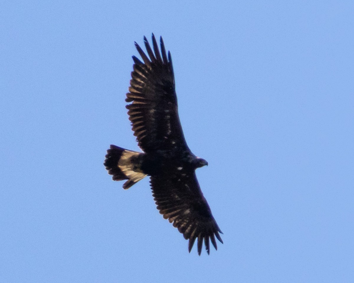 Golden Eagle - ML634243400