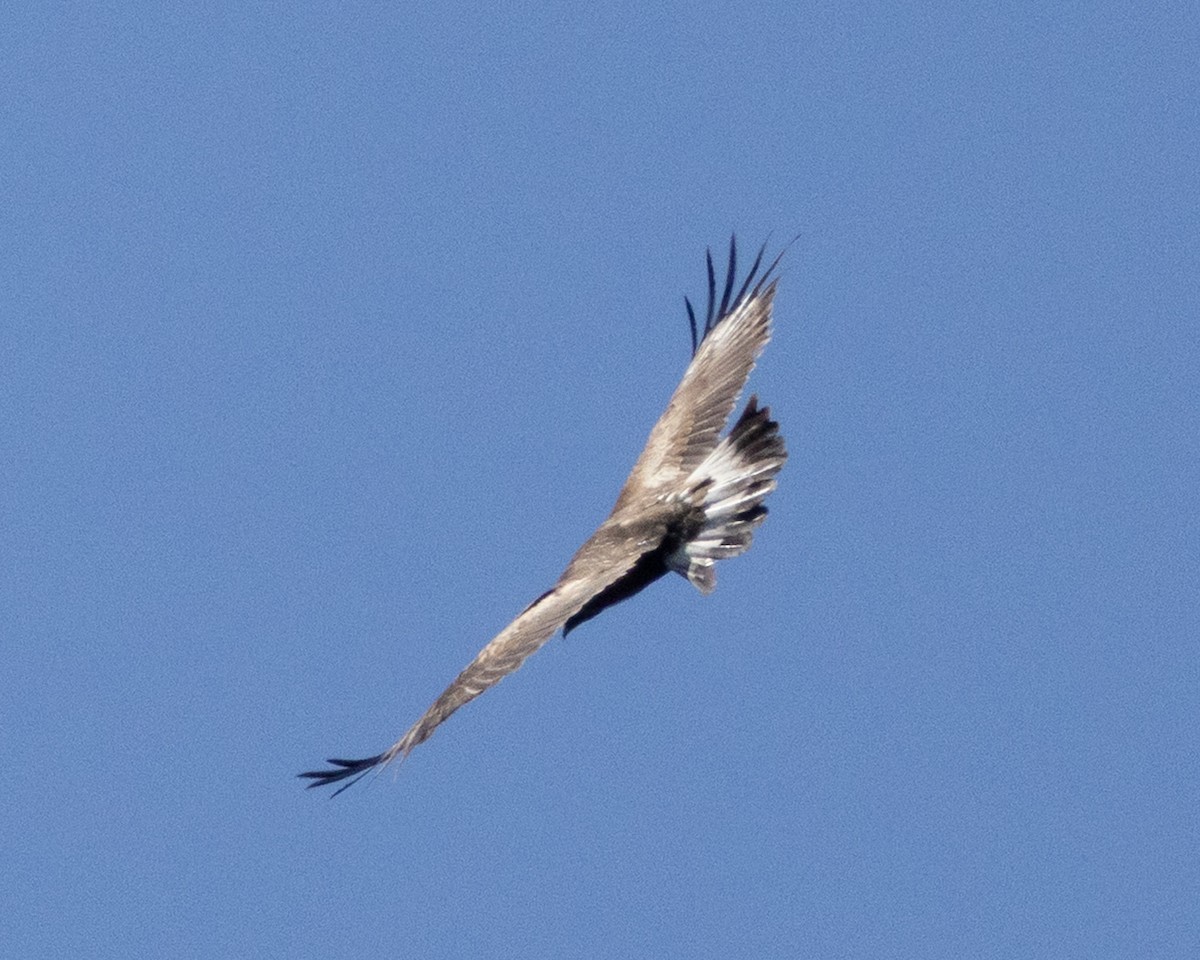 Golden Eagle - ML634243401