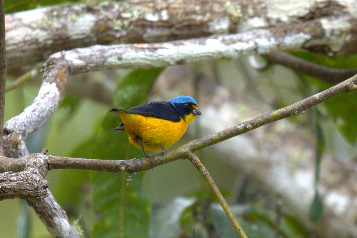 Puerto Rican Euphonia - ML634243421