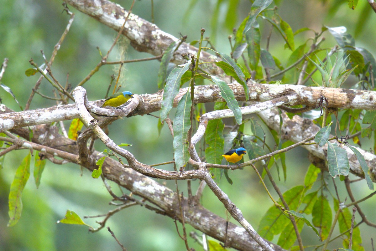 Puerto Rican Euphonia - ML634243422