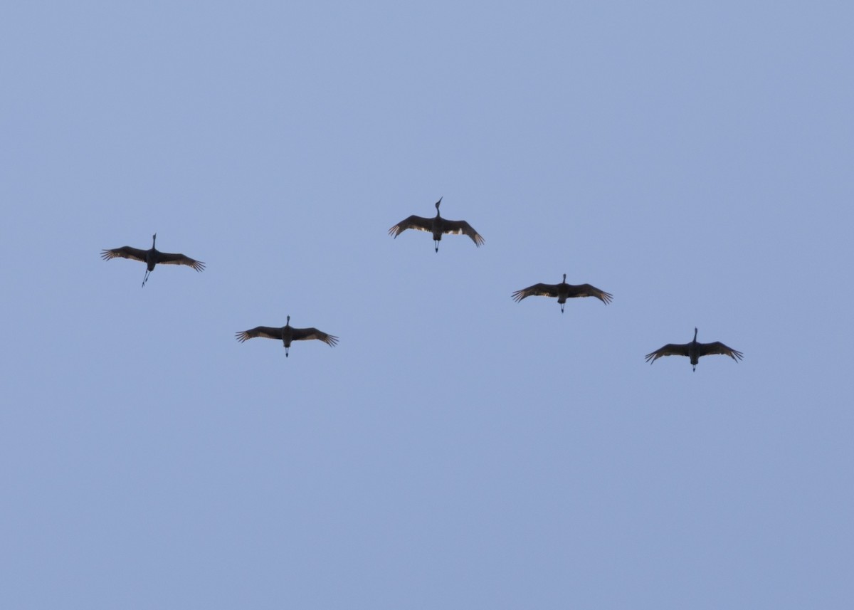 Sandhill Crane - ML634243448