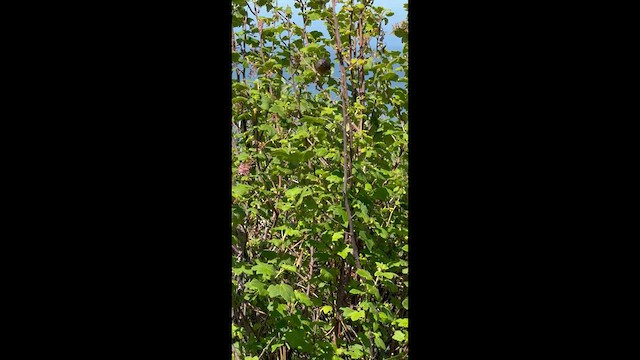 Wrentit - ML634243501