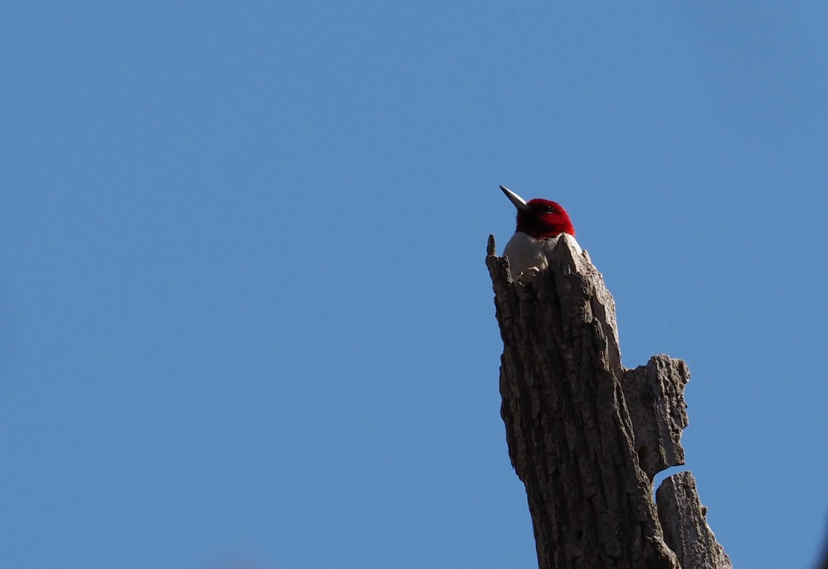 ズアカキツツキ - ML634243518