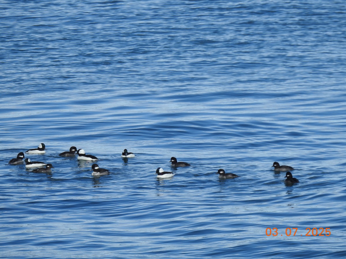 Bufflehead - ML634243553