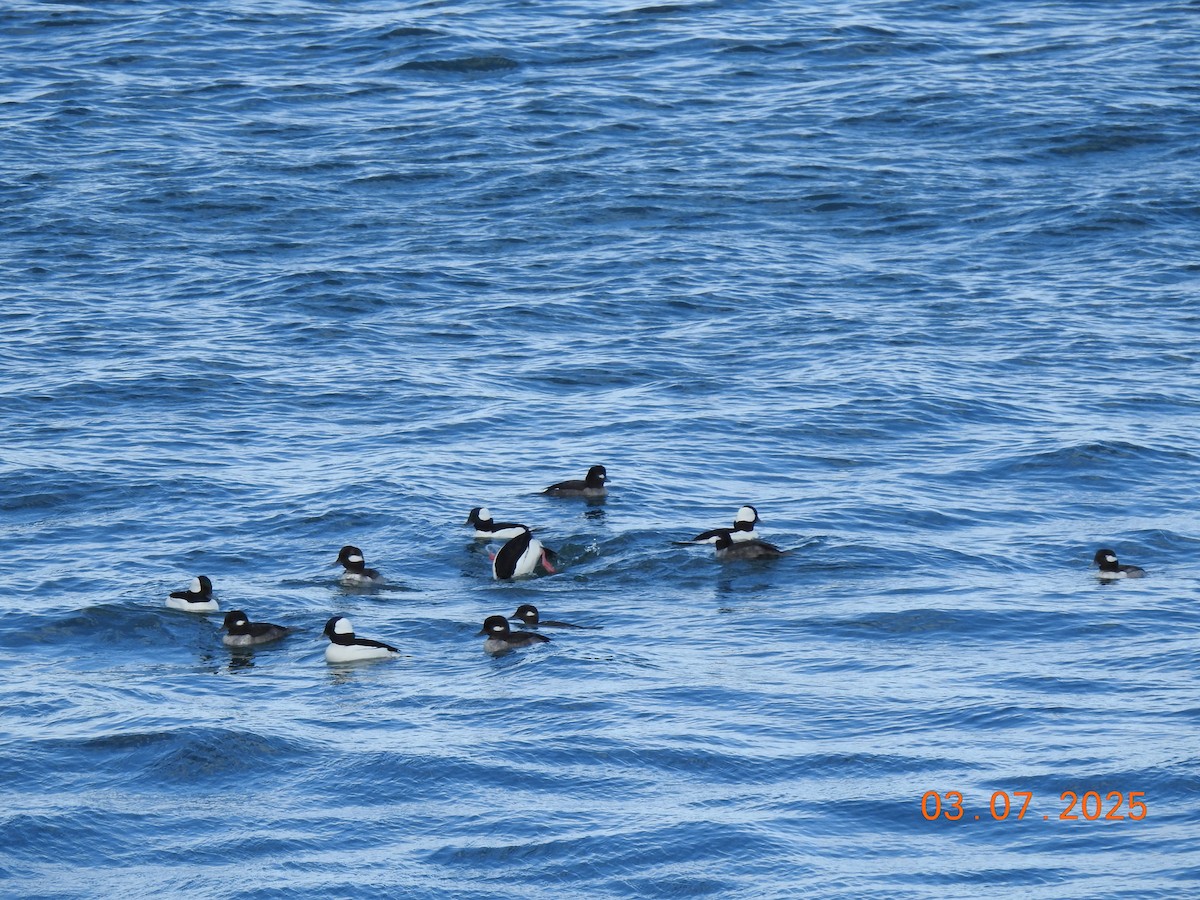 Bufflehead - ML634243561