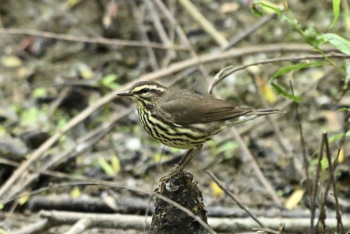 Northern Waterthrush - ML634243589