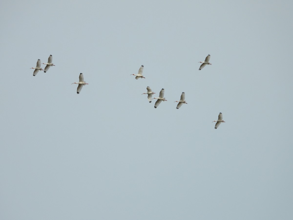 White Ibis - ML634243592