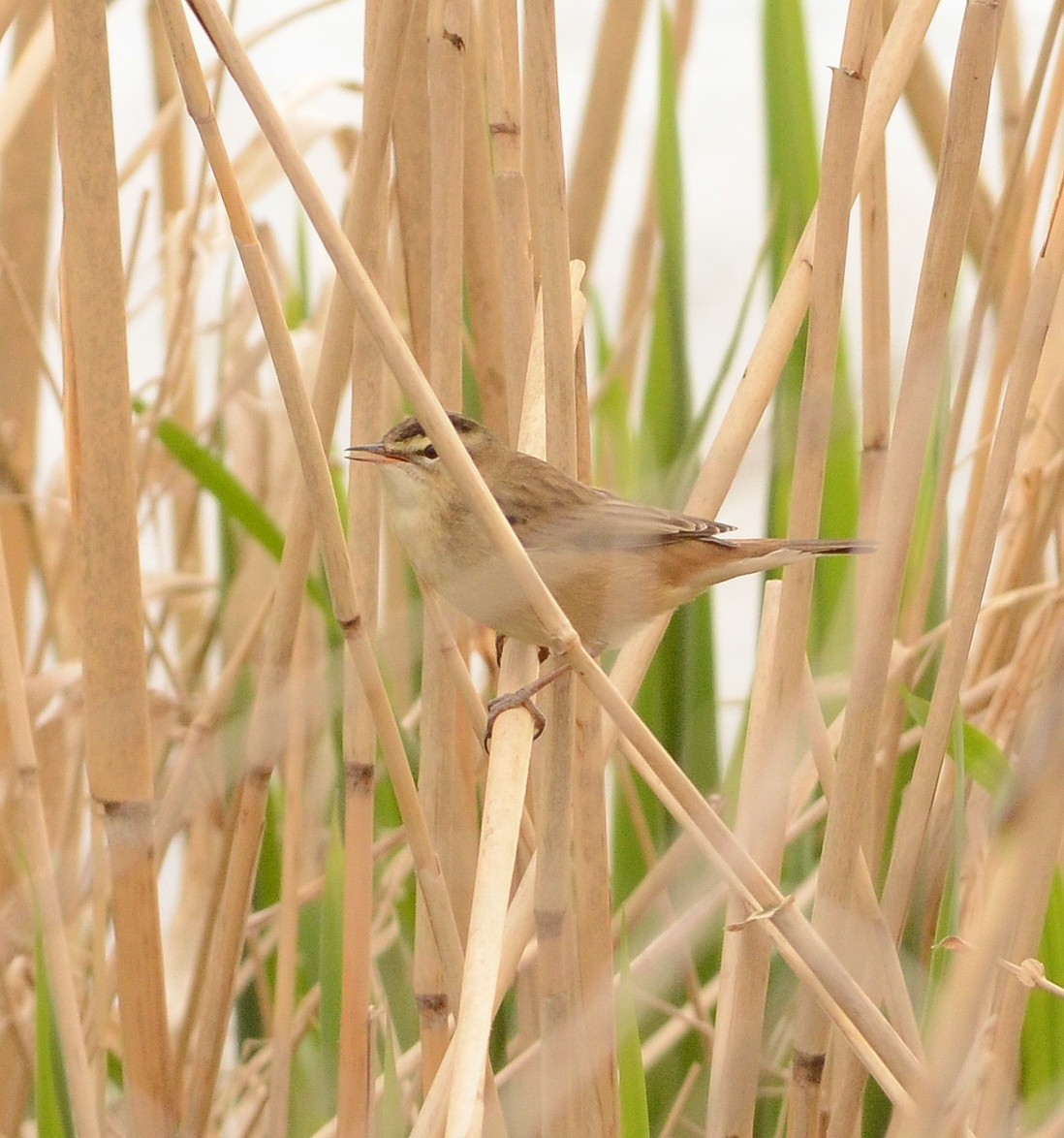 Sedge Warbler - ML634243650