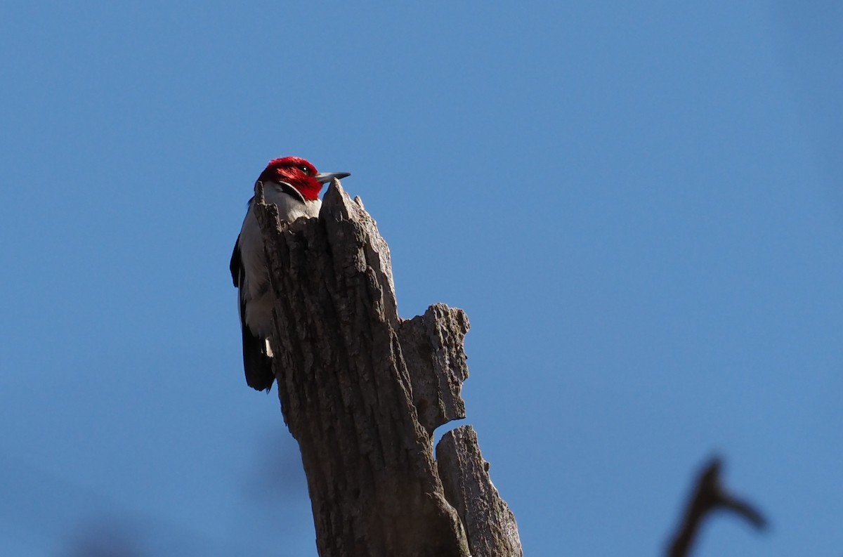 ズアカキツツキ - ML634243655