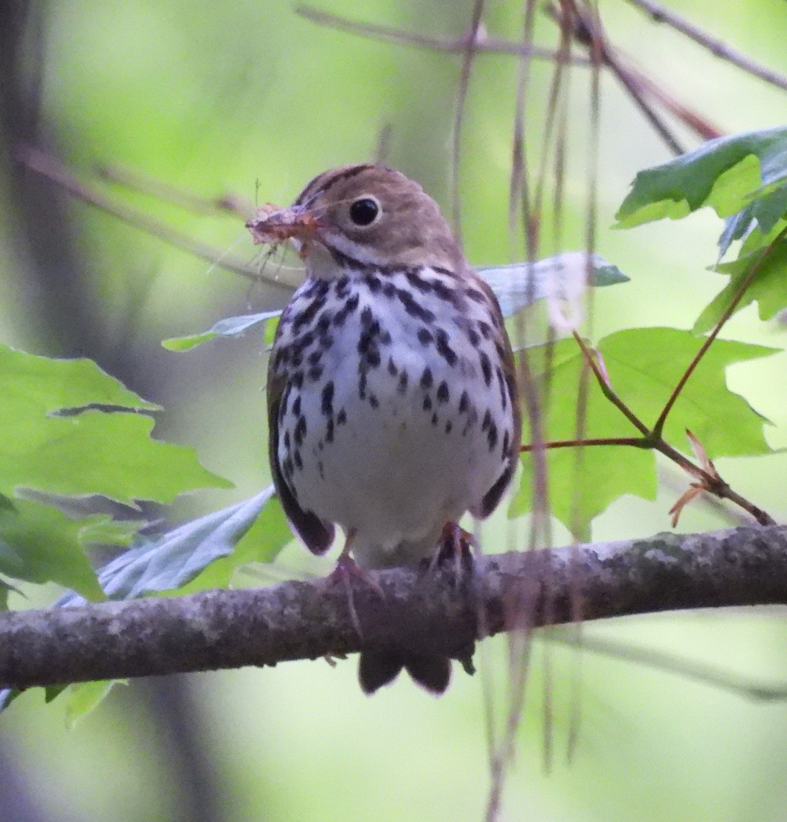 Ovenbird - ML634243679