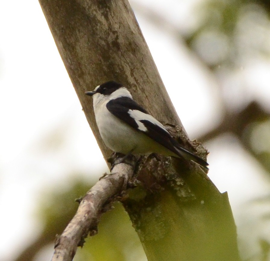Collared Flycatcher - ML634243699