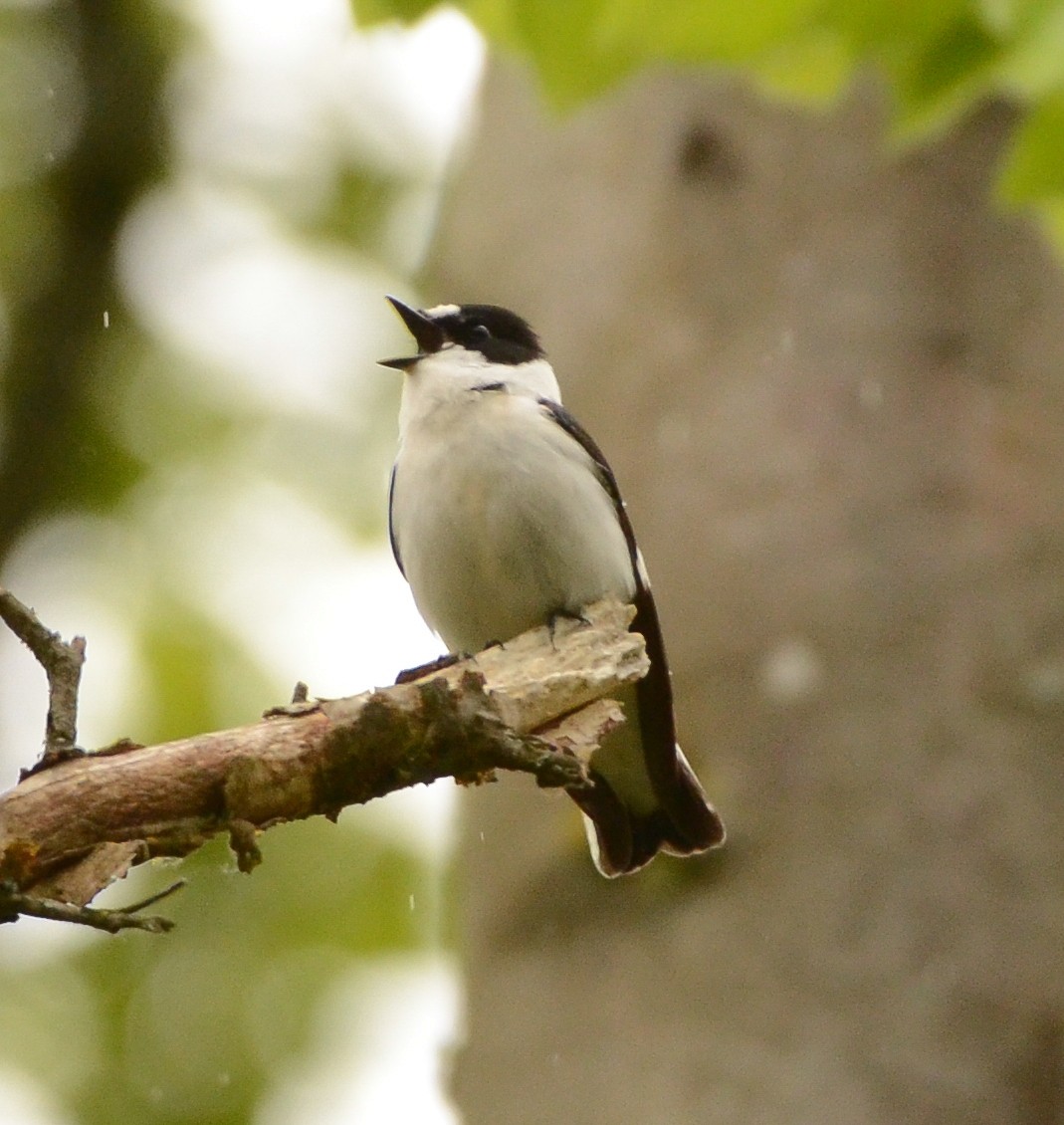 Collared Flycatcher - ML634243700