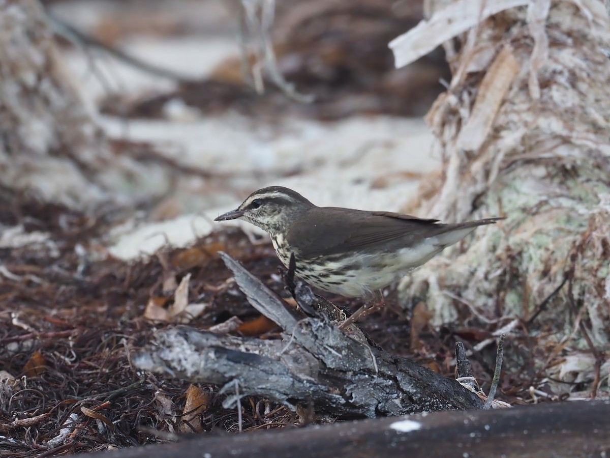 Northern Waterthrush - ML634243703