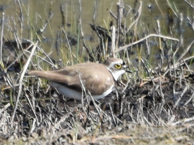 Нарийн хиазат - ML634243839