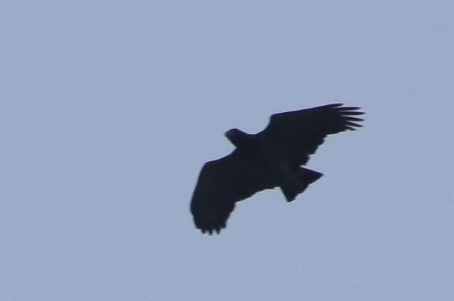 Barred Hawk - ML634243949