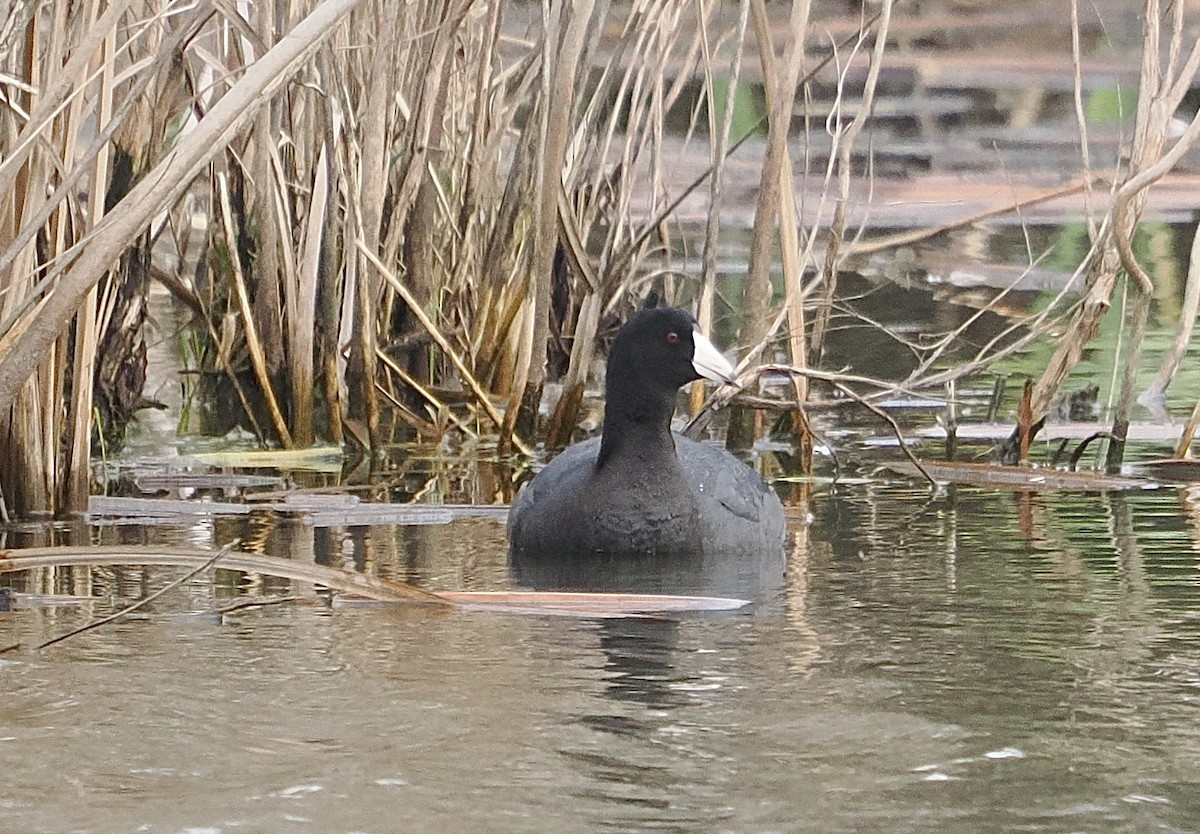 American Coot - ML634244139