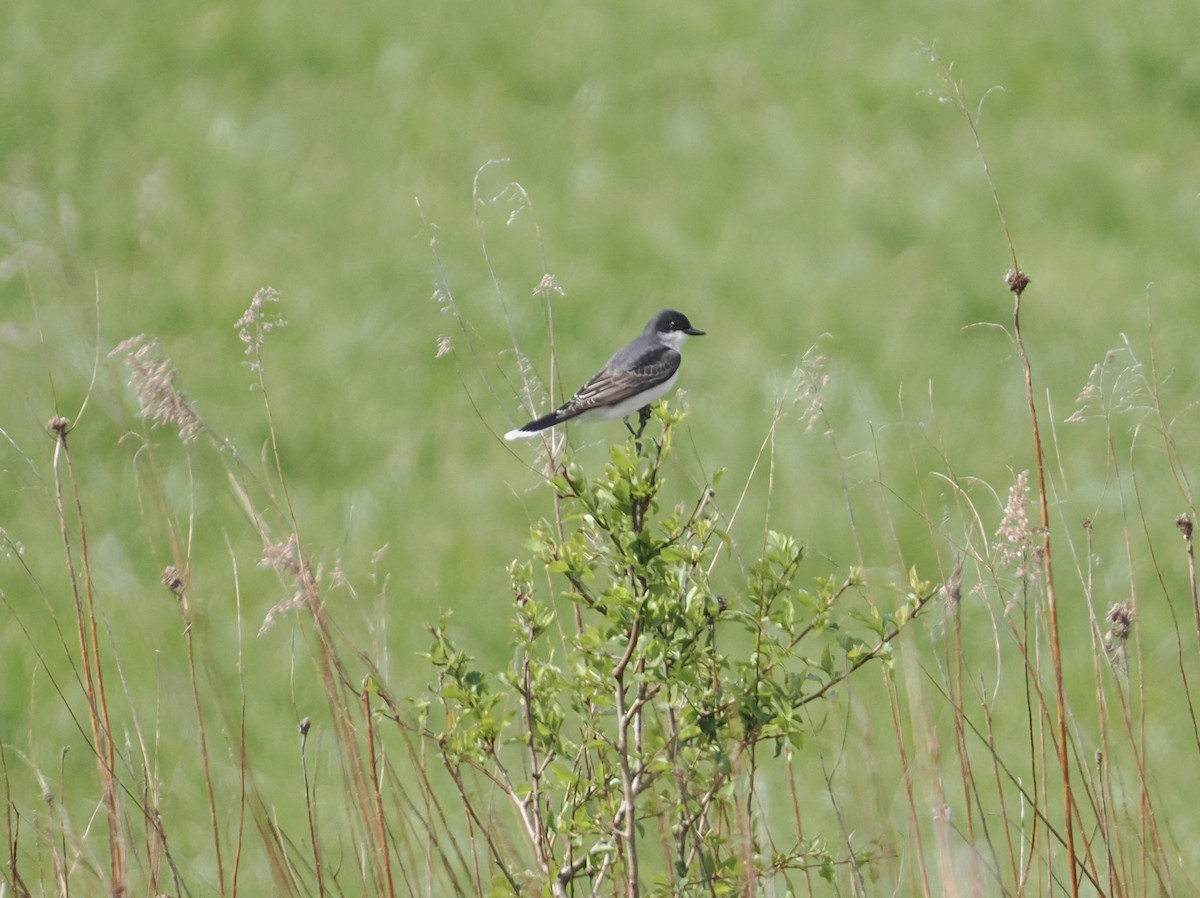 Eastern Kingbird - ML634244193