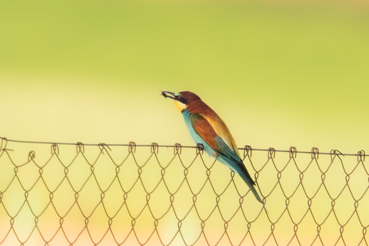 European Bee-eater - ML634244196