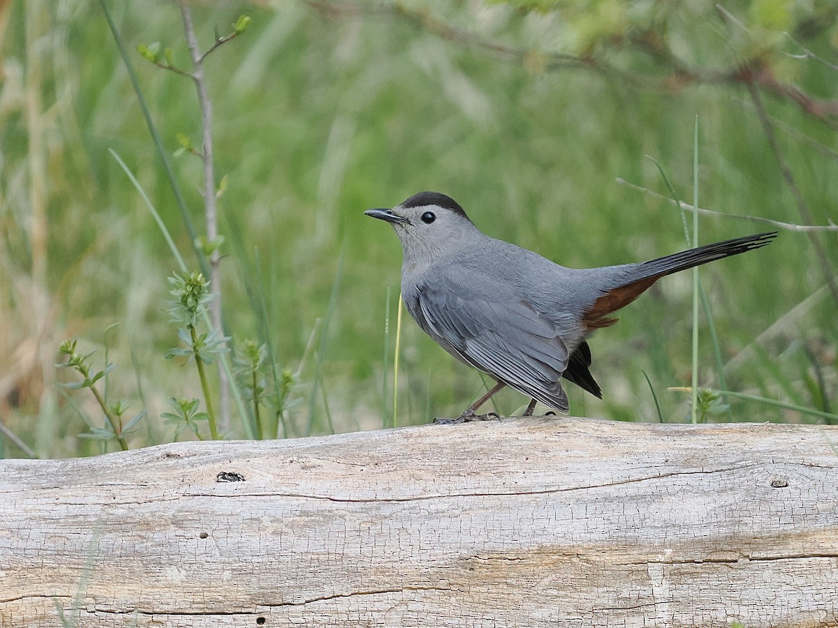 Gray Catbird - ML634244210