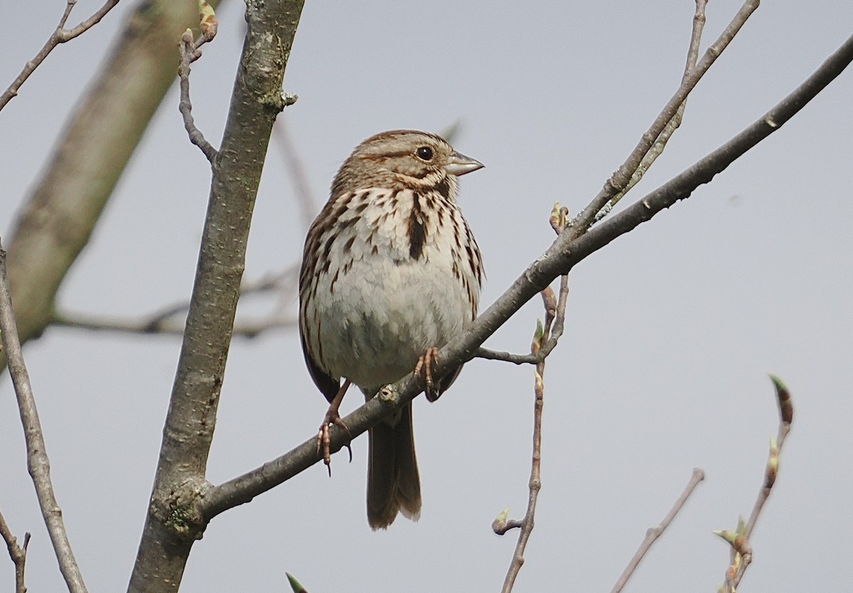 Song Sparrow - ML634244249