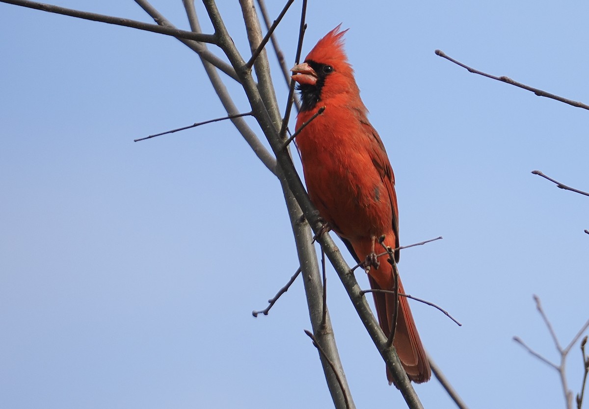 Northern Cardinal - ML634244296