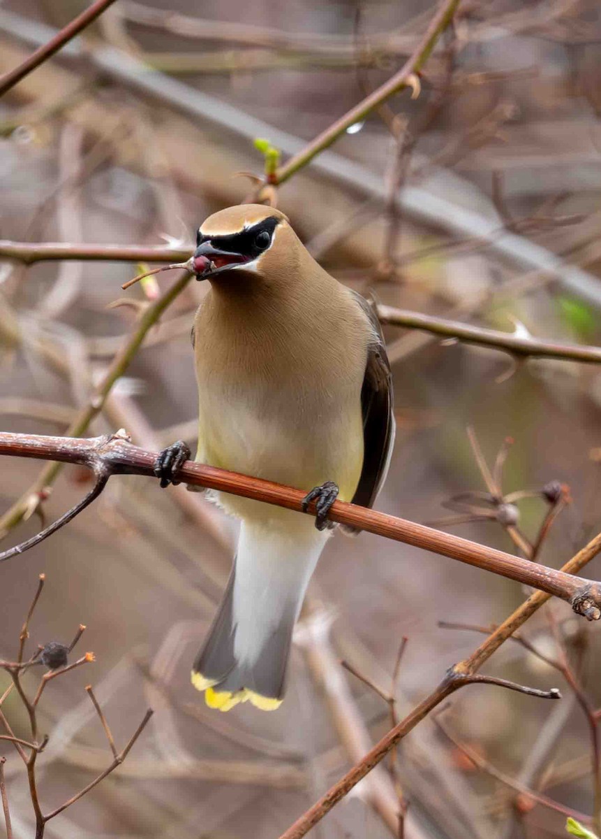 Cedar Waxwing - ML634244335