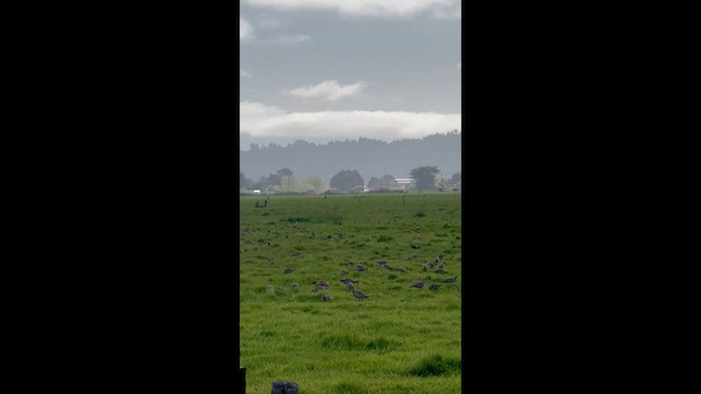 Whimbrel (Hudsonian) - ML634244348