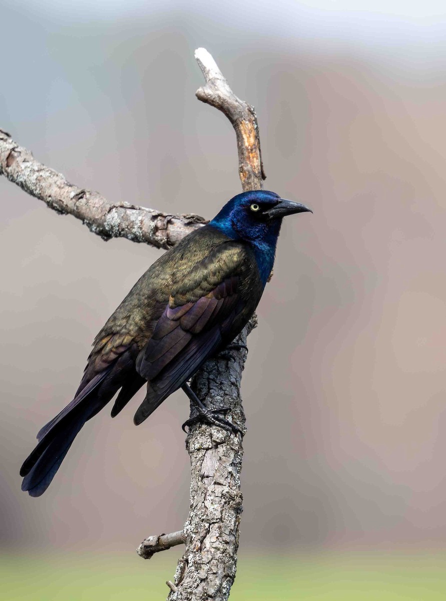 Common Grackle - ML634244349