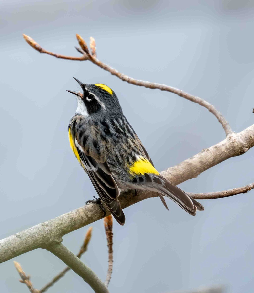 Yellow-rumped Warbler - ML634244370